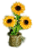 My Flowers Photos